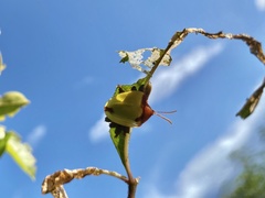 Paraselenis dichroa