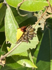 Paraselenis dichroa