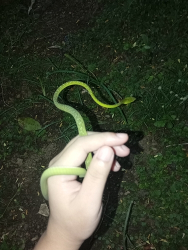 Oriental Whipsnake