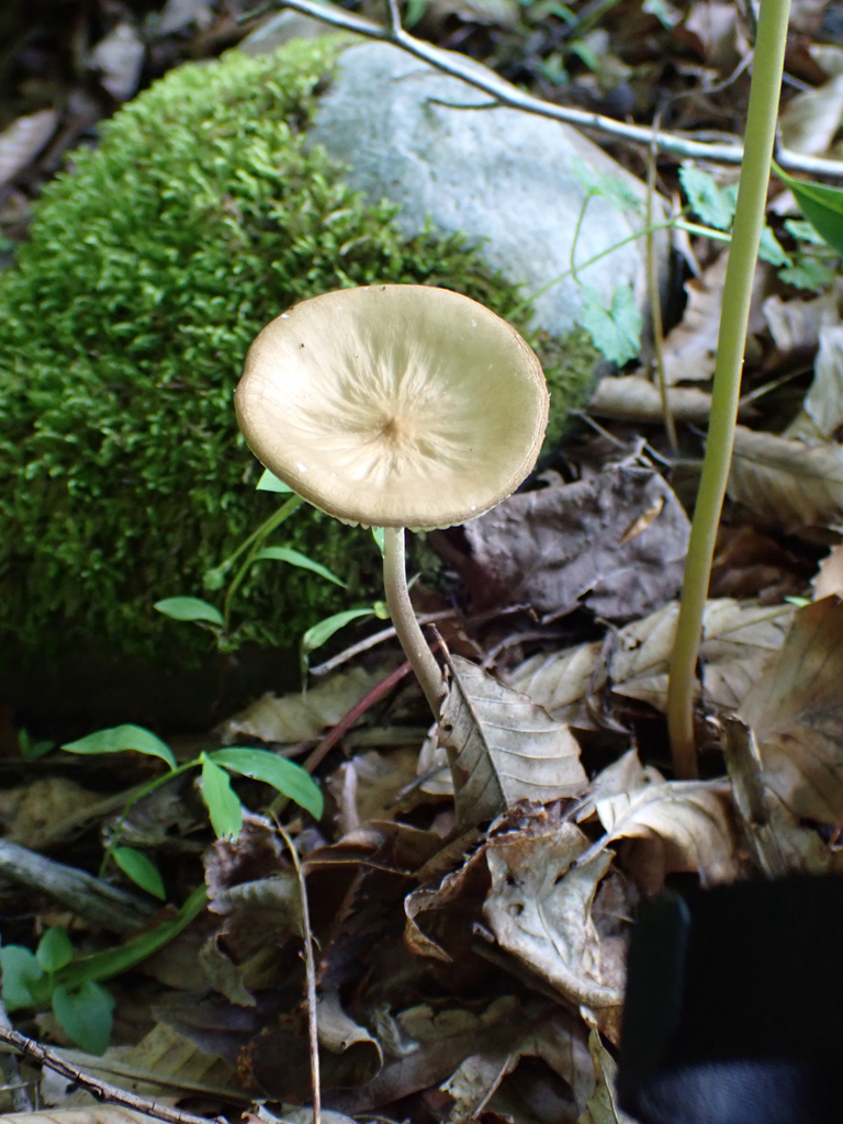 Beech Rooter · June 2026 · photo: Photo: no rights reserved · iNaturalist