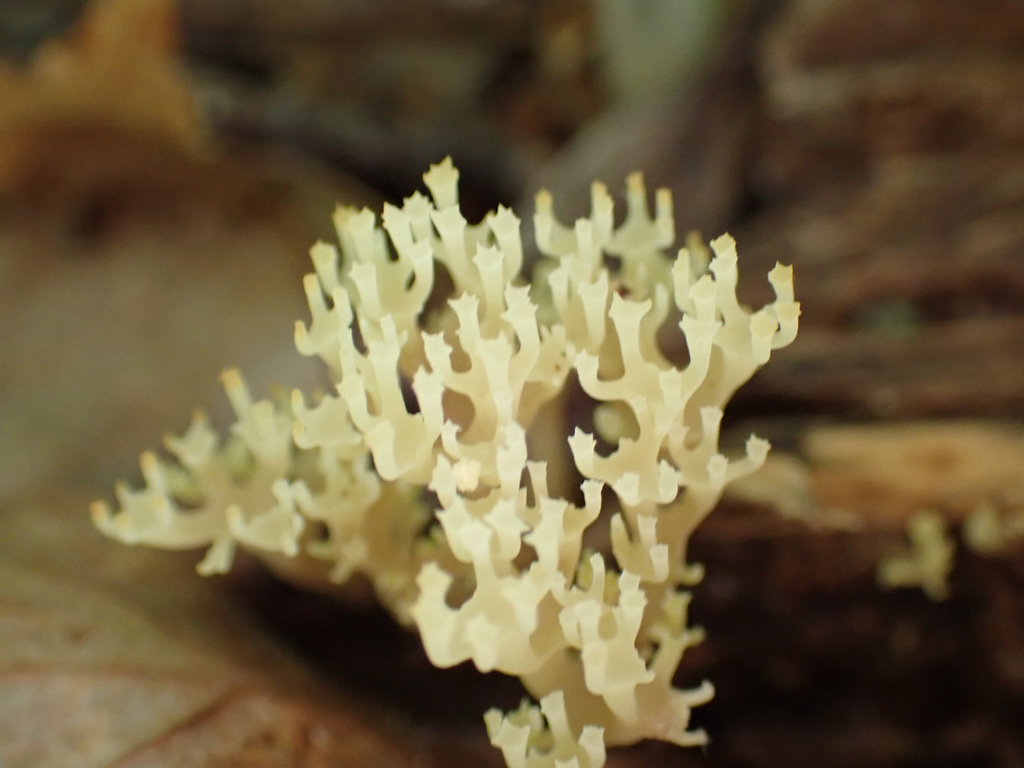 crown-tipped coral fungus · June 2026 · photo: Photo: no rights reserved · iNaturalist