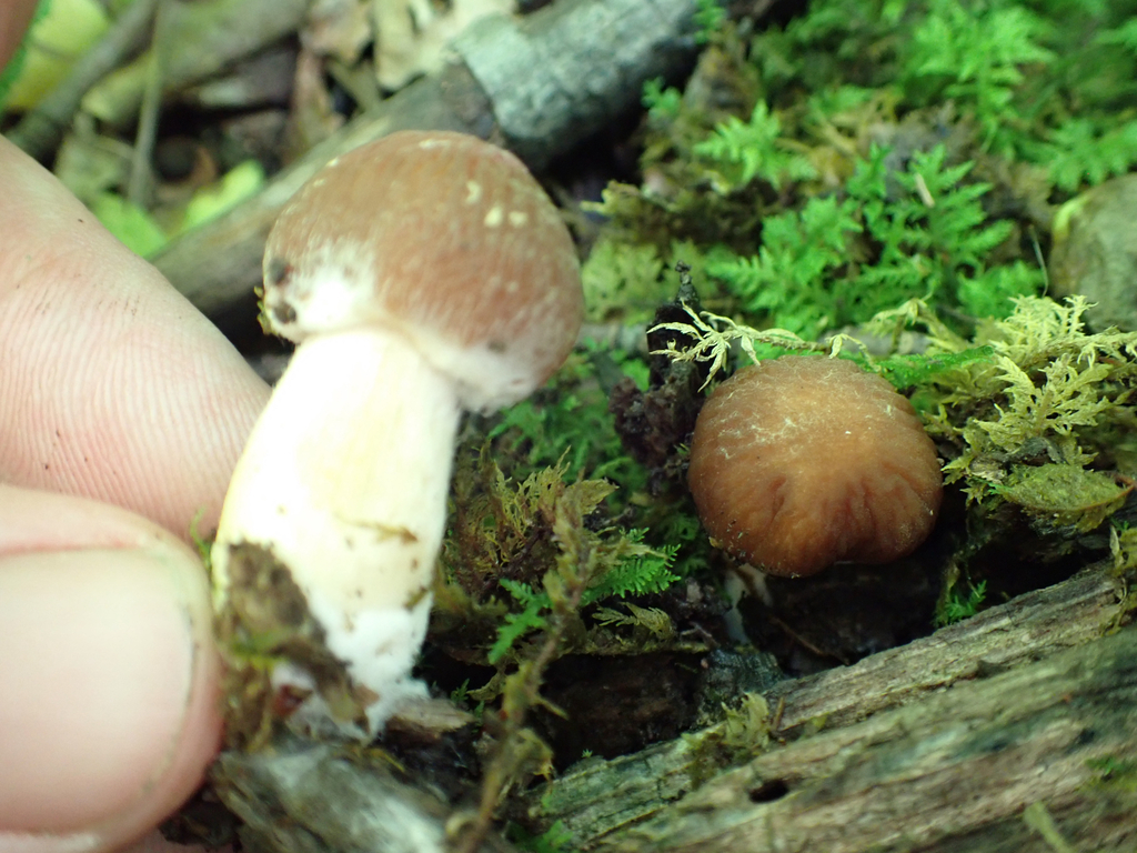 wrinkled psathyrella · June 2026 · photo: Photo: no rights reserved · iNaturalist