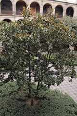 Magnolia grandiflora