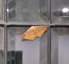 Tetracis cervinaria