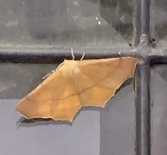 Tetracis cervinaria