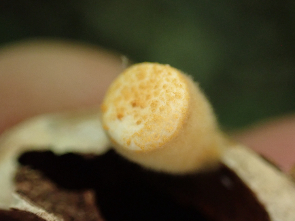 common bird's nest fungus · June 2026 · photo: Photo: no rights reserved · iNaturalist
