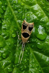 Deltoplastis commatopa