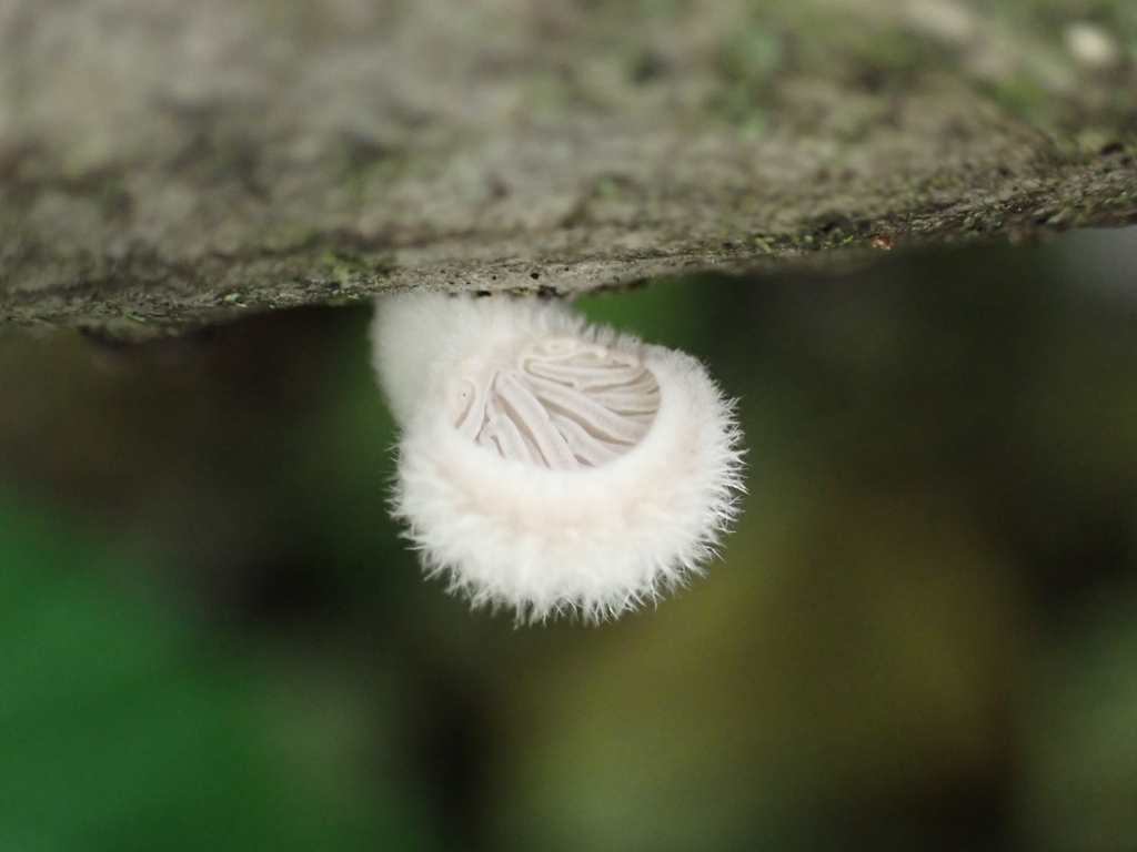 splitgill mushroom · June 2026 · photo: Photo: no rights reserved · iNaturalist