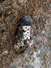 Xanthopastis timais