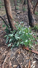 Eucalyptus pauciflora pauciflora