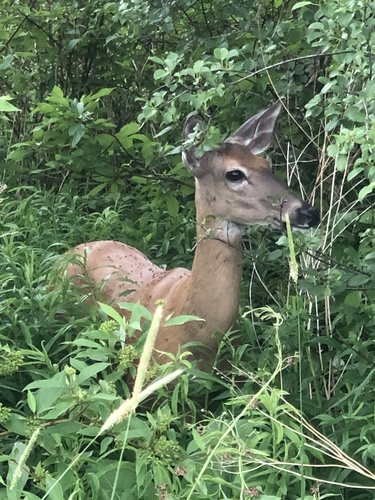 White-tailed Deer