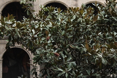 Magnolia grandiflora