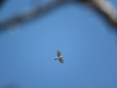 Accipiter striatus chionogaster