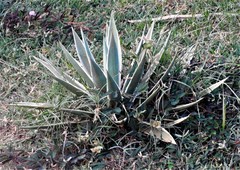 Furcraea