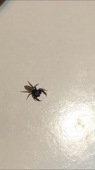 Metacyrba taeniola similis