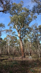 Eucalyptus dalrympleana