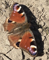 Aglais io