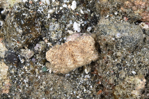 Psaumis cavipes observed 2026-06-14