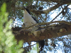 Melanotis hypoleucus