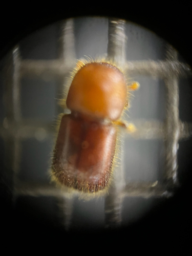 Xylosandrus crassiusculus, 2026-06-13