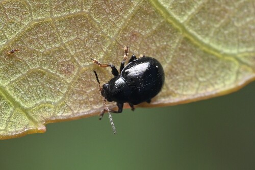 Cleoporus, 2026-06-09