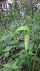 Arisaema tortuosum