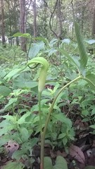 Arisaema tortuosum
