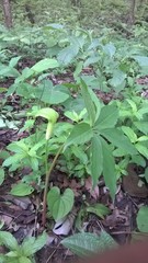 Arisaema tortuosum