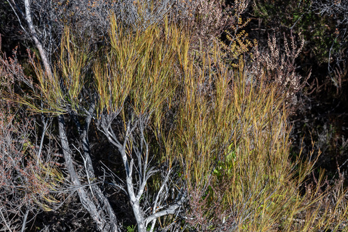 Dracophyllum filifolium observed 2026-06-13