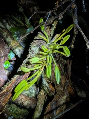Dendrobium taylorii, photograph (c) Matt B, some rights reserved (CC BY)