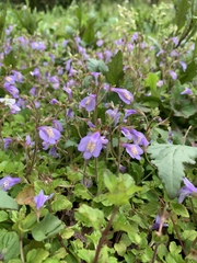 Mazus miquelii