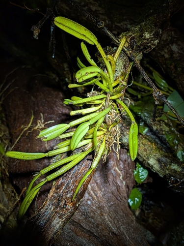 Dendrobium taylorii, photograph 3