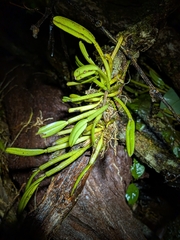 Dendrobium taylorii, photograph (c) Matt B, some rights reserved (CC BY)