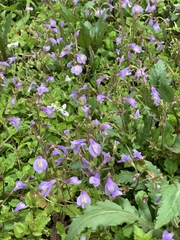 Mazus miquelii