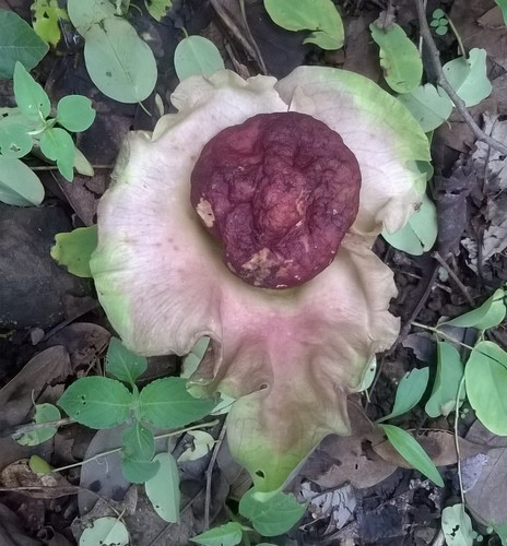 Amorphophallus paeoniifolius