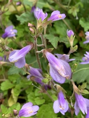 Mazus miquelii