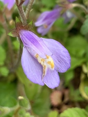 Mazus miquelii