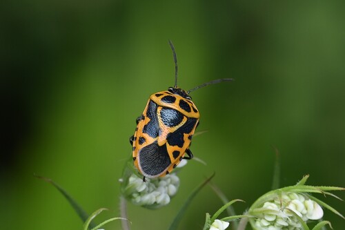 Painted bug