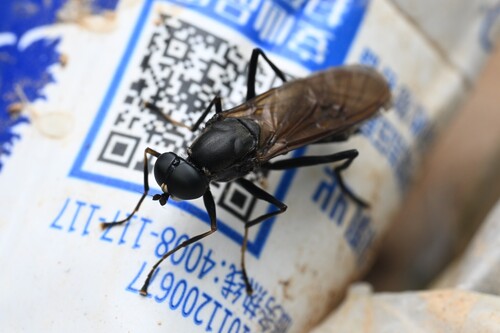 Ptecticus japonicus