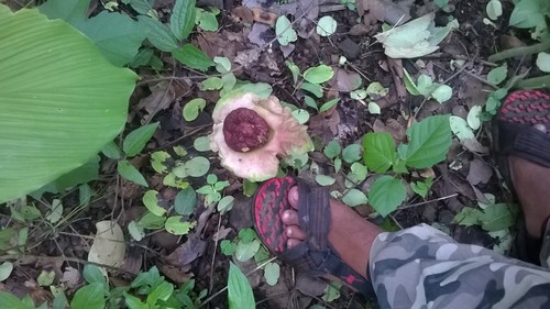 Amorphophallus paeoniifolius