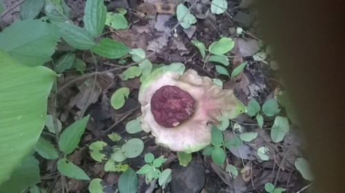 Amorphophallus paeoniifolius