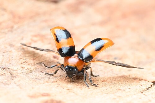 Coptocephala pallens