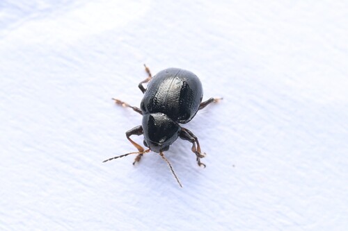 Cleoporus variabilis