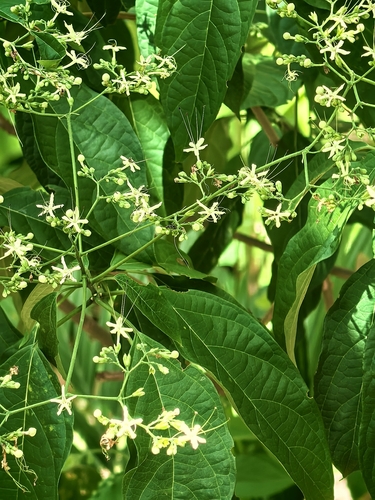 Mayflower Glorybower