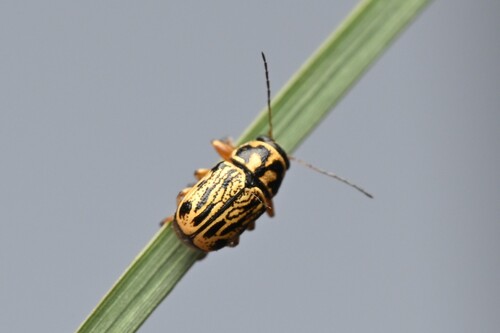 Pachybrachis scriptidorsum