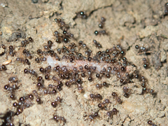 Pristomyrmex punctatus