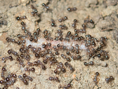 Pristomyrmex punctatus