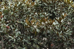 Magnolia grandiflora