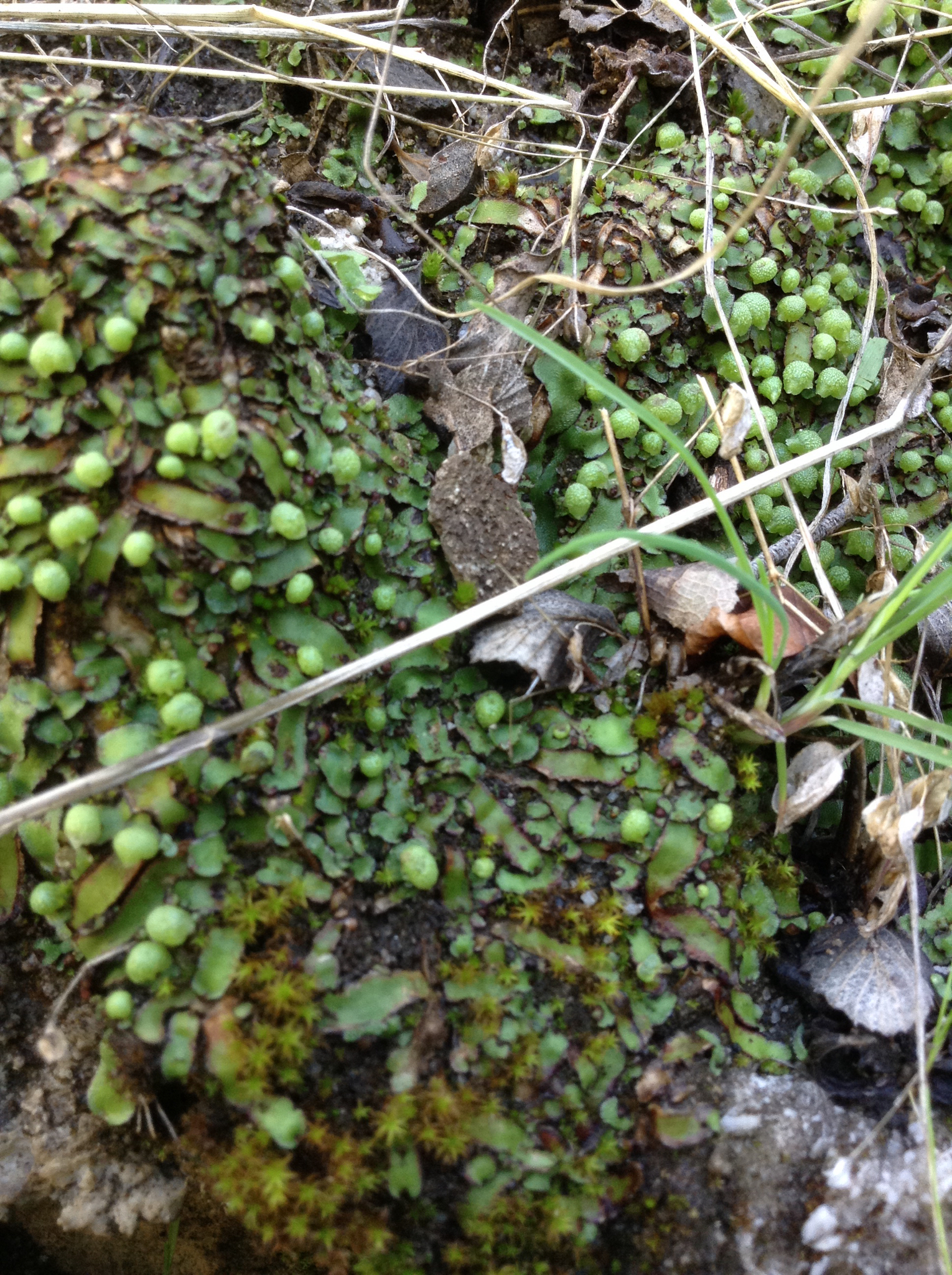 Mannia californica