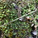 疣冠蘚屬 - Photo (c) rchrdjames，保留部份權利CC BY-NC